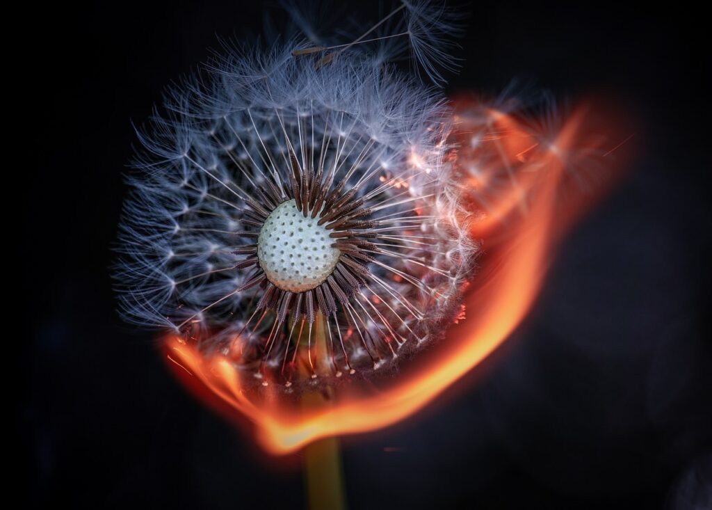 Burning Dandelion