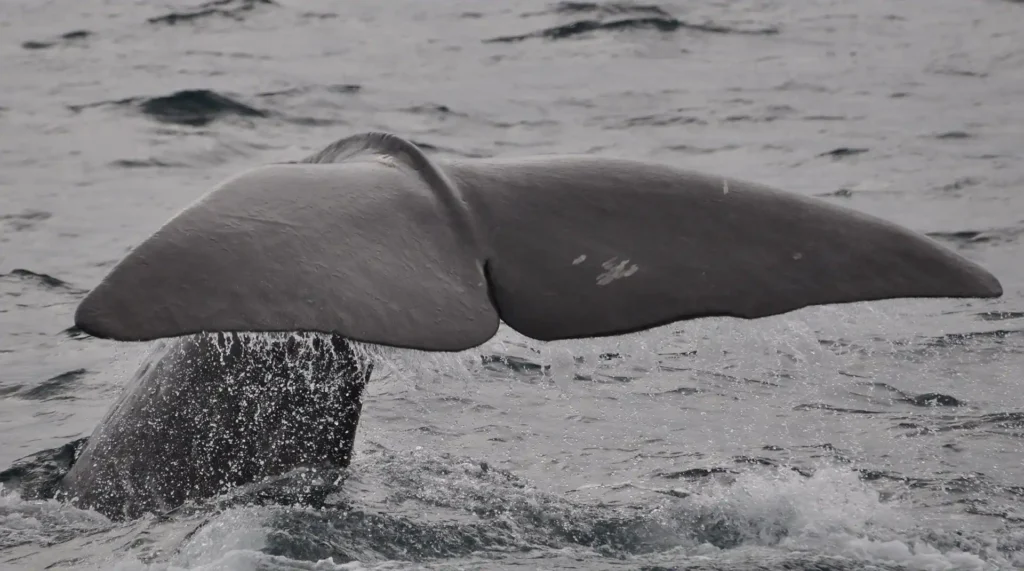Whale's tale