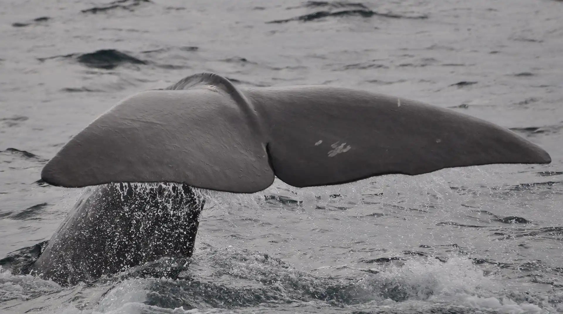 Whale's tale