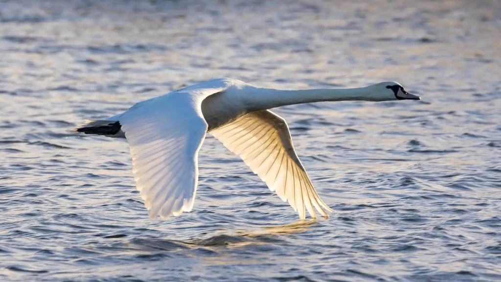 Swan in flight